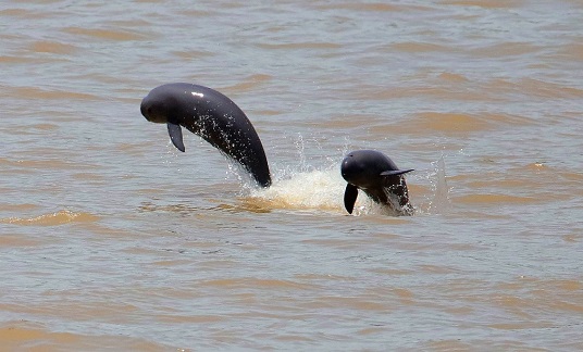江豚歸來，為長江大保護寫下鮮活生動的注腳